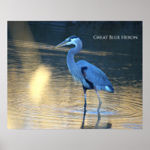 Grauer Reiher Foto Poster