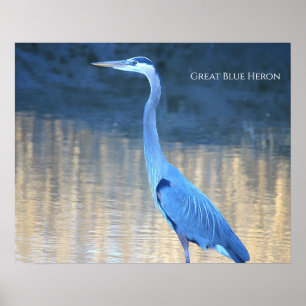 Grauer Reiher Foto Poster