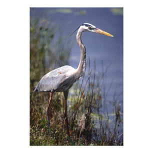 Grauer Reiher Wasser Vogel Fotodruck