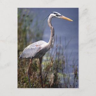 Grauer Reiher Wasser Vogel Postkarte