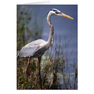 Grauer Reiher Wasservogel