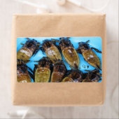 Grauer Riesenwasserbug (Maeng Daa) ... asiatisches (Insitu)