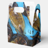 Grauer Riesenwasserbug (Maeng Daa) ... asiatisches Geschenkschachtel (Geöffnet)