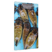 Grauer Riesenwasserbug (Maeng Daa) ... asiatisches Klemmbrett (Rechts)
