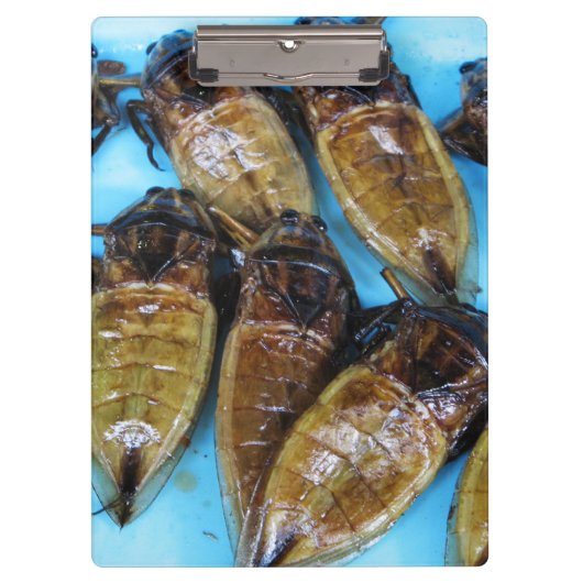 Grauer Riesenwasserbug (Maeng Daa) ... asiatisches Klemmbrett (Vorderseite)