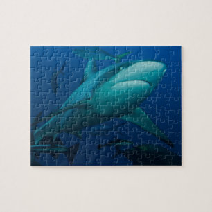 Grauer Riff-Haifisch Great Barrier Reef Puzzle