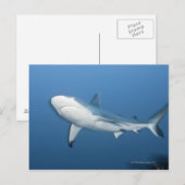Grauer Rifhaifisch (Carcharhinus amblyrhynchos) Postkarte (Vorne/Hinten)