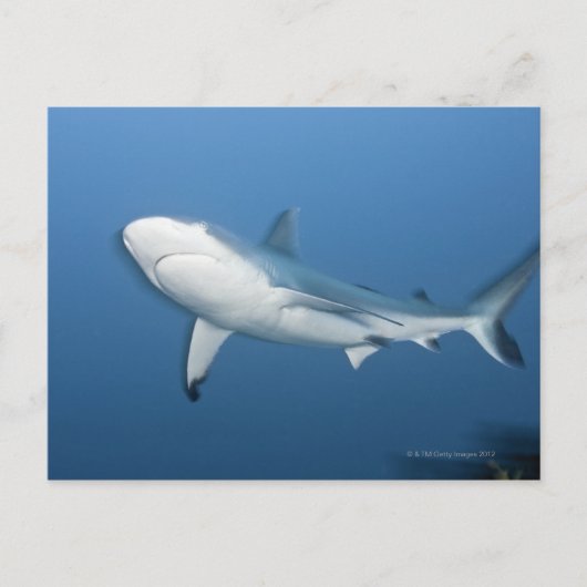 Grauer Rifhaifisch (Carcharhinus amblyrhynchos) Postkarte (Vorderseite)