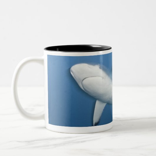 Grauer Rifhaifisch (Carcharhinus amblyrhynchos) Zweifarbige Tasse (Links)