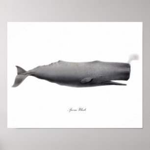 Grauer Schwarz-Weiß-Kunstdruck Sperm Whale #12 Poster