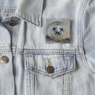 Grauer Siegel-Welpe Button