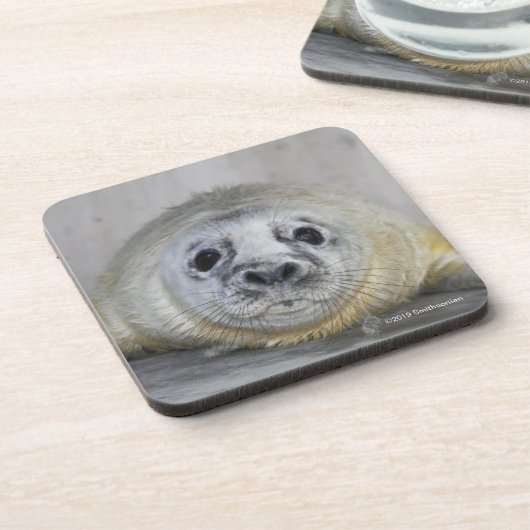 Grauer Siegel-Welpe Getränkeuntersetzer (Linke Seite)