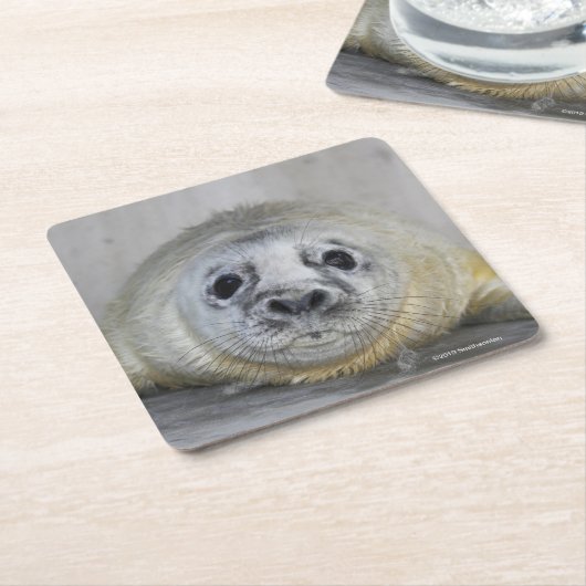 Grauer Siegel-Welpe Rechteckiger Pappuntersetzer (angewinkelt)