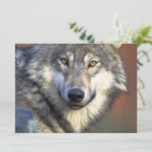 Grauer und Weißer Wolf Einladung (Stehend Vorderseite)