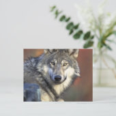 Grauer und weißer Wolf Postkarte (Stehend Vorderseite)
