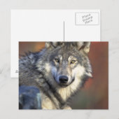 Grauer und weißer Wolf Postkarte (Vorne/Hinten)