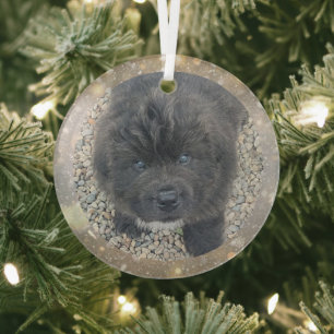 Grauer Welpen-Glas-Weihnachtsschmuck in Sonderanfe Ornament Aus Glas