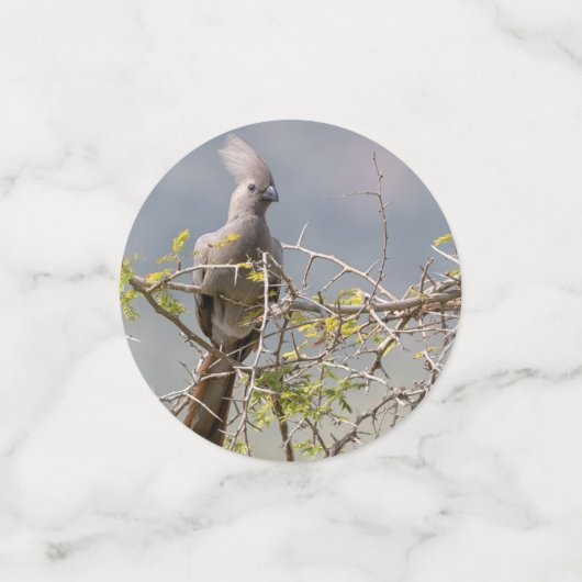 Grauer Wildvogel Konfetti (Klein Vorderseite)