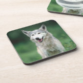 Grauer Wolf 2 Untersetzer (Linke Seite)