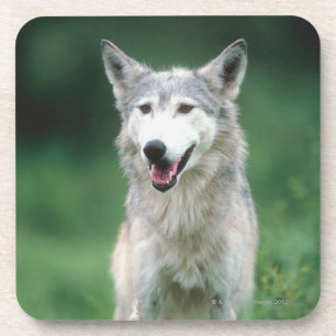 Grauer Wolf 2 Untersetzer
