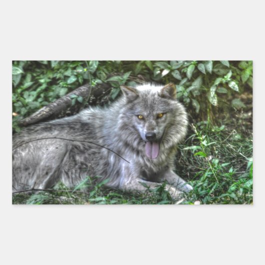Grauer Wolf 3 Wildlife-Geschenk Rechteckiger Aufkleber (Vorderseite)