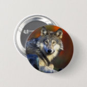 Grauer Wolf, Arten-Digitalfotografie Button (Vorne & Hinten)