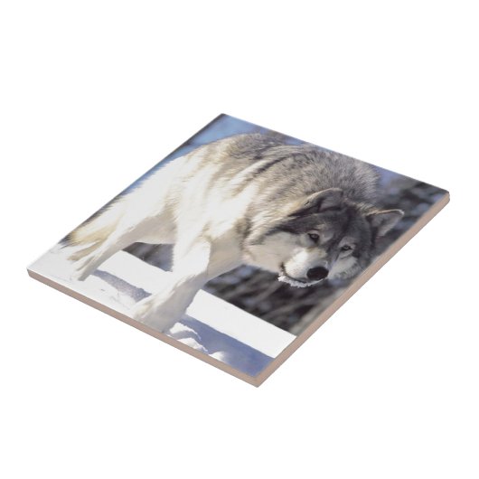 Grauer Wolf auf dem Prowl Fliese (Seite)