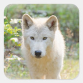 Grauer Wolf auf einer Wiese Quadratischer Aufkleber (Vorderseite)