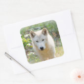 Grauer Wolf auf einer Wiese Quadratischer Aufkleber (Umschlag)