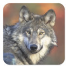 Grauer-Wolf-Aufkleber (quadratisch)