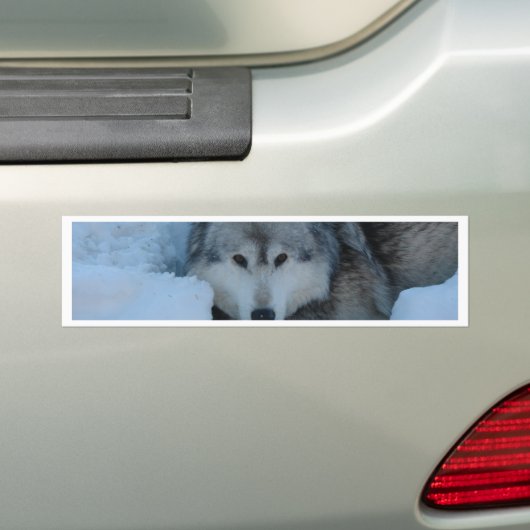 Grauer Wolf Autoaufkleber (Auf Auto)