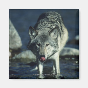 Grauer Wolf beim Herbsttrinken Magnet