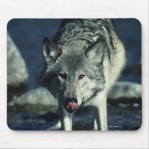 Grauer Wolf beim Herbsttrinken Mousepad