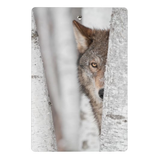 Grauer Wolf (Canis Lupus) hinter Baum Mini Klemmbrett (Rückseite)