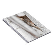 Grauer Wolf (Canis Lupus) hinter Baum Notizblock (Rechte Seite)