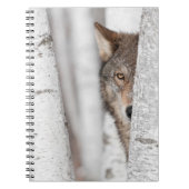 Grauer Wolf (Canis Lupus) hinter Baum Notizblock (Vorderseite)