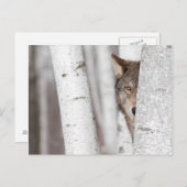 Grauer Wolf (Canis lupus) Hinter Bäume Postkarte (Vorne/Hinten)