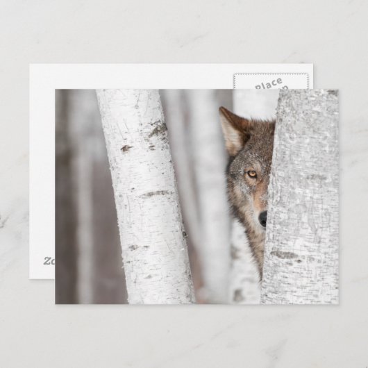 Grauer Wolf (Canis lupus) Hinter Bäume Postkarte (Vorne/Hinten)