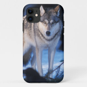 grauer Wolf, Canis Lupus, in den Vorbergen der 3 iPhone 11 Hülle