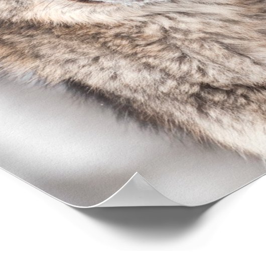 Grauer Wolf (Canis lupus) mit einem Ohr zurück Poster (Ecke)