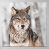 Grauer Wolf (Canis lupus) mit einem Ohr zurück Poster (Vorne)