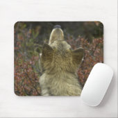 Grauer Wolf (Canis Lupus) Mousepad (Mit Mouse)