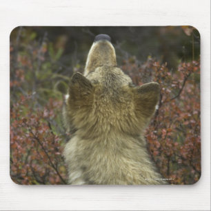 Grauer Wolf (Canis Lupus) Mousepad