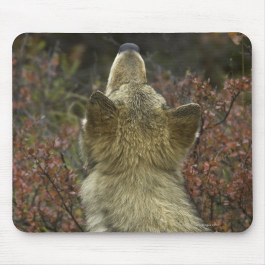 Grauer Wolf (Canis Lupus) Mousepad (Vorne)
