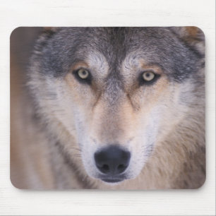 Grauer Wolf, Canis lupus, Nahaufnahme der Augen Mousepad