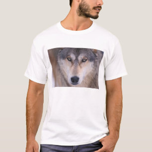 Grauer Wolf, Canis lupus, Nahaufnahme der Augen T-Shirt