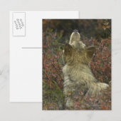 Grauer Wolf (Canis lupus) Postkarte (Vorne/Hinten)