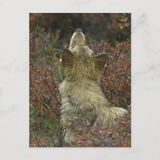 Grauer Wolf (Canis lupus) Postkarte (Vorderseite)
