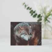 Grauer Wolf, der in den Wald schaut Postkarte (Stehend Vorderseite)