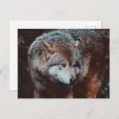 Grauer Wolf, der in den Wald schaut Postkarte (Vorne/Hinten)
